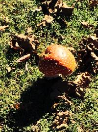 Amanita muscaria image