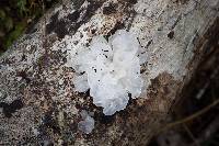 Tremella fuciformis image