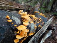 Favolaschia calocera image