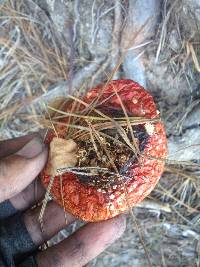 Amanita muscaria image