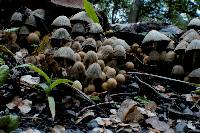 Coprinellus disseminatus image