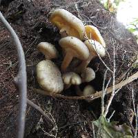 Armillaria limonea image