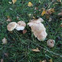 Russula amoenolens image