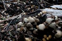 Coprinellus disseminatus image