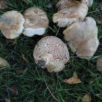 Russula amoenolens image