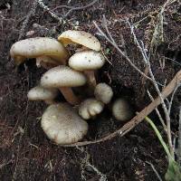 Armillaria limonea image