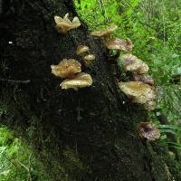 Armillaria novae-zelandiae image