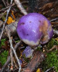 Cortinarius porphyroideus image