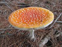 Amanita muscaria image