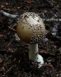 Amanita nothofagi image