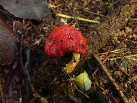 Leratiomyces erythrocephalus image