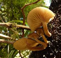 Armillaria novae-zelandiae image