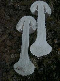 Amanita nothofagi image