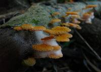 Favolaschia calocera image