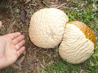 Calvatia cyathiformis image