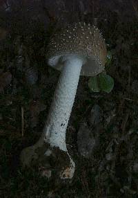 Amanita nothofagi image