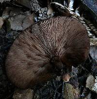 Lentinula novae-zelandiae image