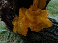 Tremella mesenterica image