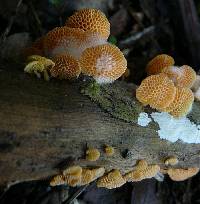 Favolaschia calocera image