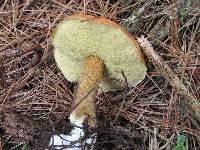 Suillus granulatus image