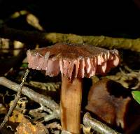 Laccaria violaceonigra image