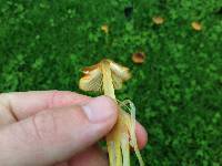 Hygrocybe conica image