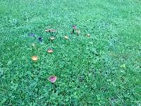 Hygrocybe conica image