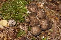 Lycoperdon perlatum image