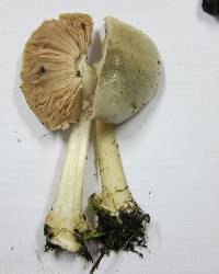 Volvariella gloiocephala image