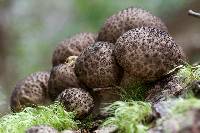 Lycoperdon perlatum image