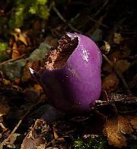 Cortinarius porphyroideus image