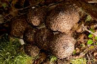 Lycoperdon perlatum image