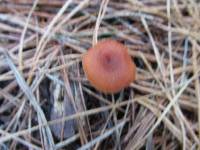 Lactarius rufus image