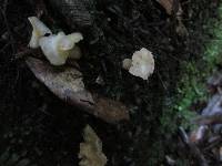 Gloeocantharellus novae-zelandiae image