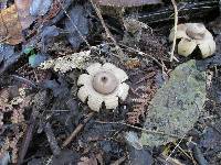 Geastrum saccatum image