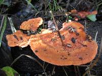 Pycnoporus coccineus image