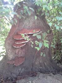 Ganoderma applanatum image