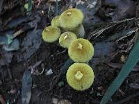 Lycoperdon perlatum image