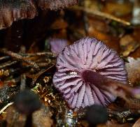 Laccaria violaceonigra image