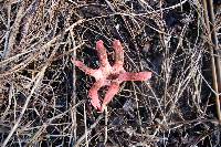 Clathrus archeri image