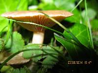 Lactarius glyciosmus image