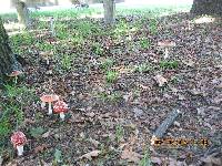 Amanita muscaria image