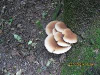 Agrocybe parasitica image