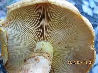 Gymnopilus junonius image