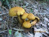 Gymnopilus junonius image