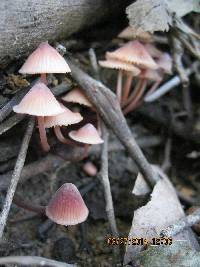 Mycena mariae image