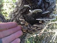 Trametes versicolor image