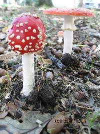 Amanita muscaria image