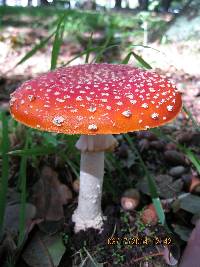 Amanita muscaria image