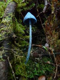 Entoloma hochstetteri image